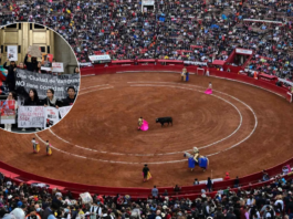 Polémica corridas de toros continúan (NacionNews)